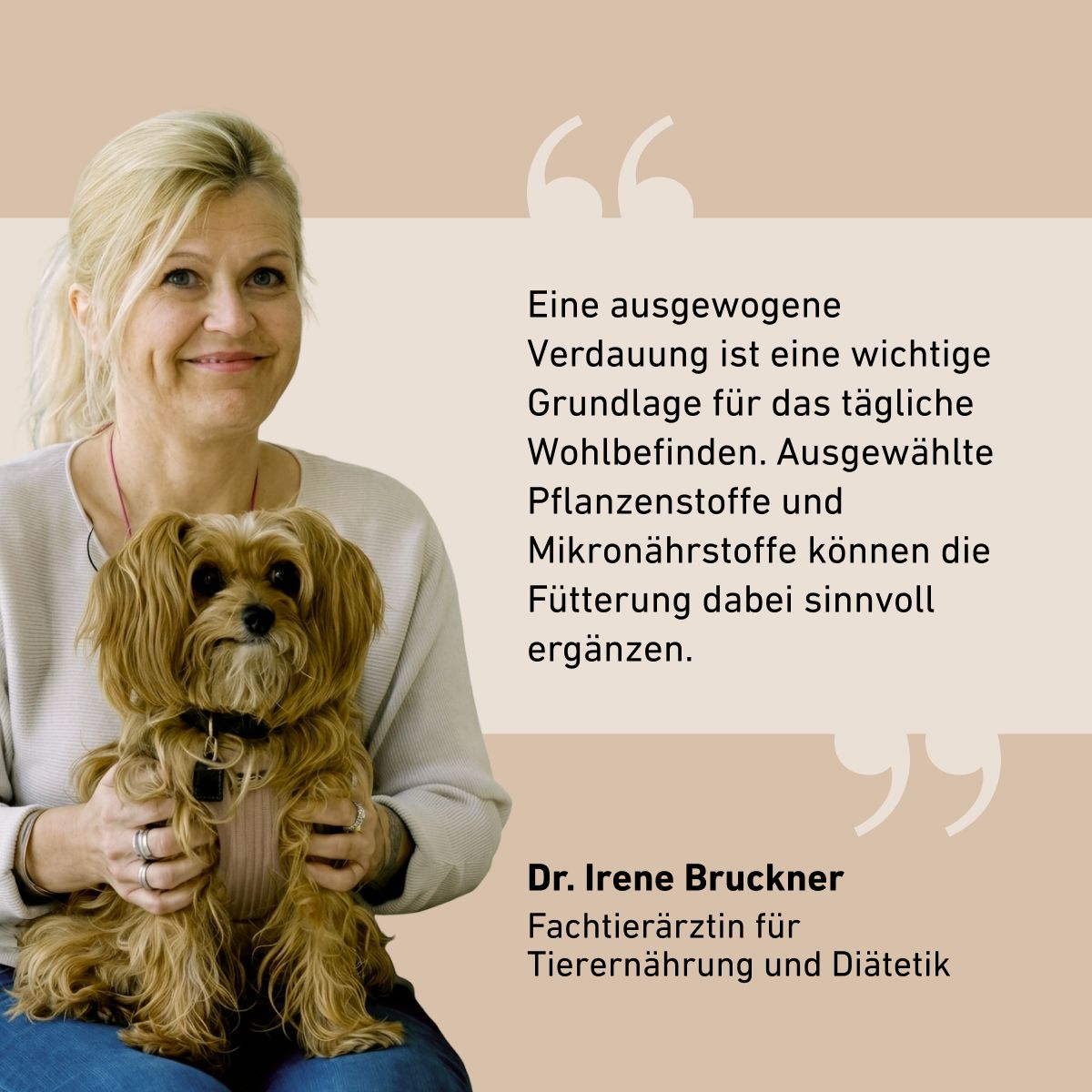 Bauch Leckerlis für Hunde – sanfte Verdauungssnacks
