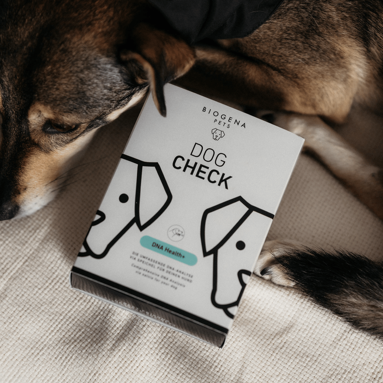 Dog resting next to the BIOGENA Pets Dog Check DNA health test kit used to analyze genetic traits and provide personalized health insights.